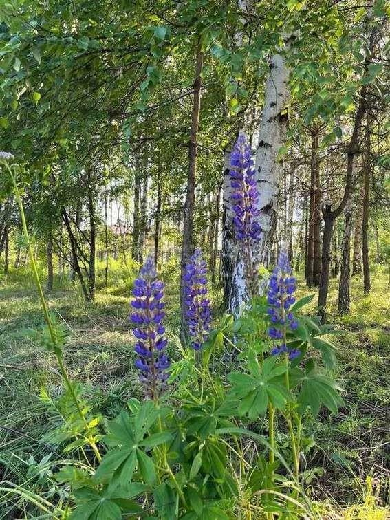 Фото Участок 10 сот: 5