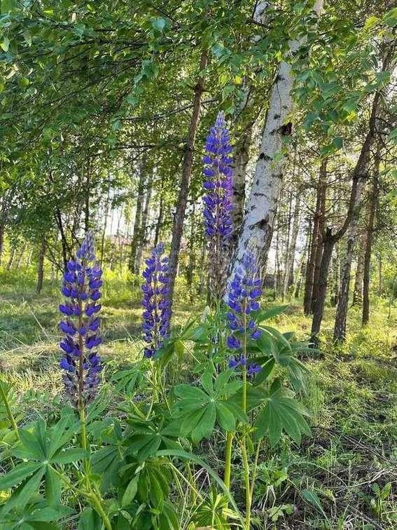 Фото Участок 10 сот: 6